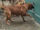 ca de bou, perro dogo mallorquin, cadebou - Luna and Mauro. The owner is Otto Brito, Puerto-Rico, photo sent by owner